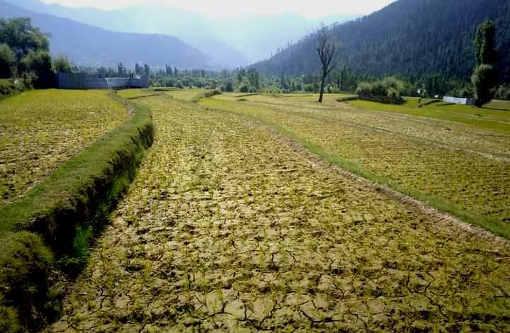 25 percent paddy land in Kashmir hit by irrigation shortage this year: Officials
