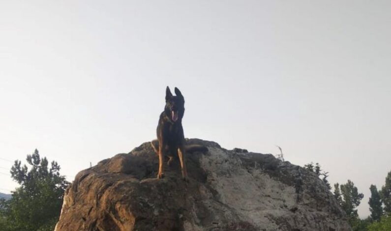 Army dog injured in Kokernag encounter, succumbs at military hospital Srinagar Army dog injured in Kokernag encounter, succumbs at military hospital Srinagar