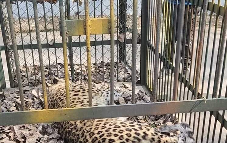 Leopard captured in Srinagar outskirts