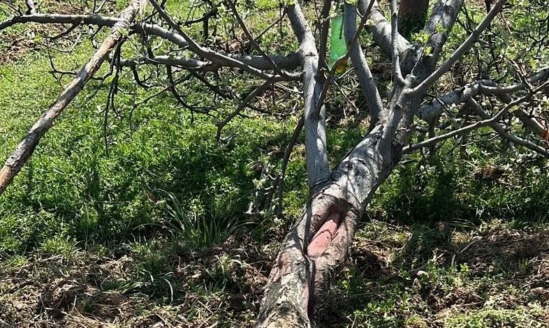 Unidentified persons chop down scores of apple trees in Bijbehara, Anantnag Unidentified persons chop down scores of apple trees in Bijbehara, Anantnag