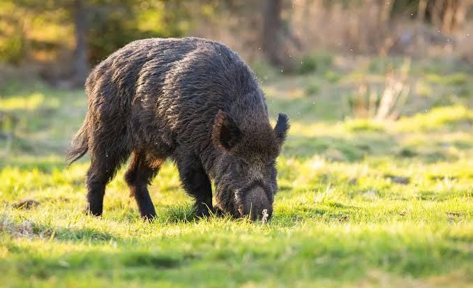 Wild boars a new threat to agriculture sector in Kashmir